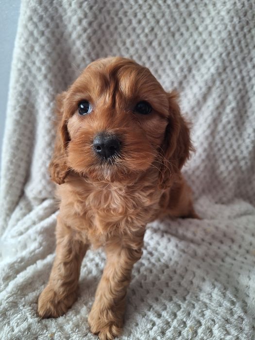 Cavapoo-pudel/cavalier