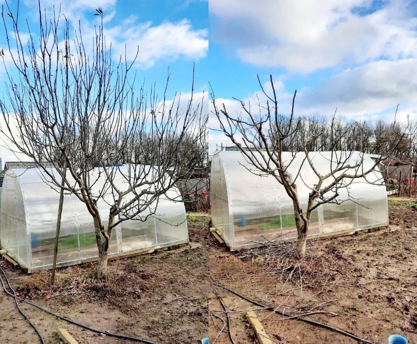 Обрізка плодових дерев та кущів