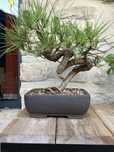 Bonsai Pinus Sylvestris
