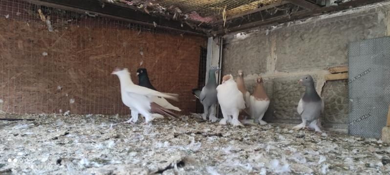 Gołębie różne gatunki