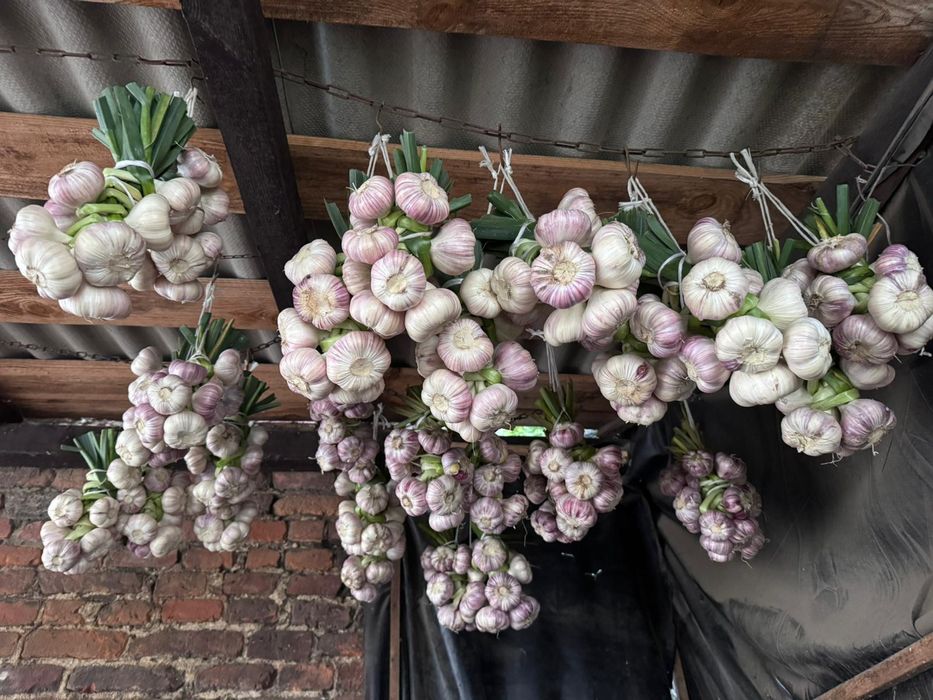 Warzywa-buraki,czosnek,pomidory,cebula,marchew