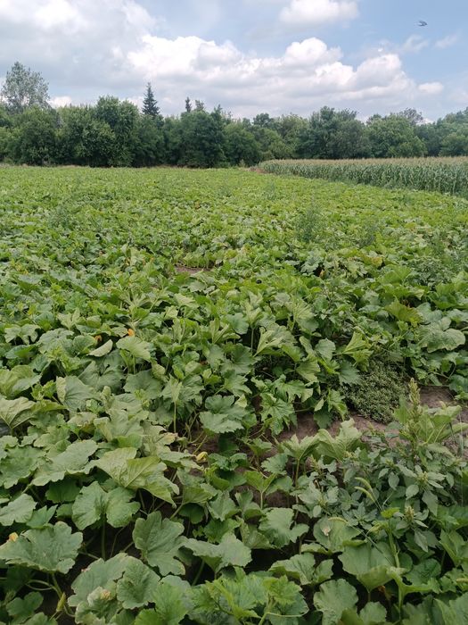 Насіння гарбузове