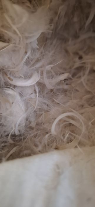 Pierze, puch świeże 2024