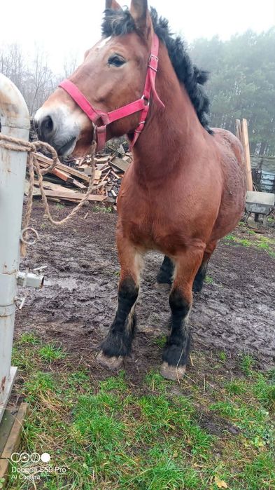 Sprzedam klacz źrebna