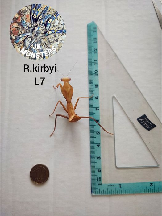 Modliszka Rhombodera kirbyi +gratisy