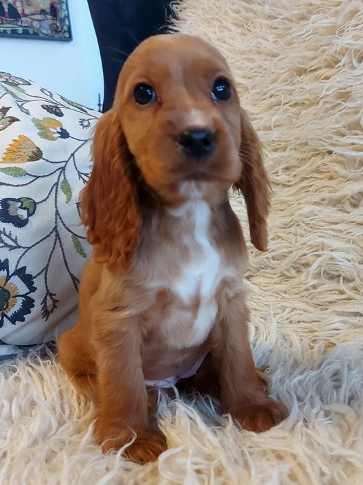 Suczka rasy Cocker Spaniel Angielski