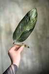 Philodendron domesticum Jose Buono - Filodendron variegata, pędówka