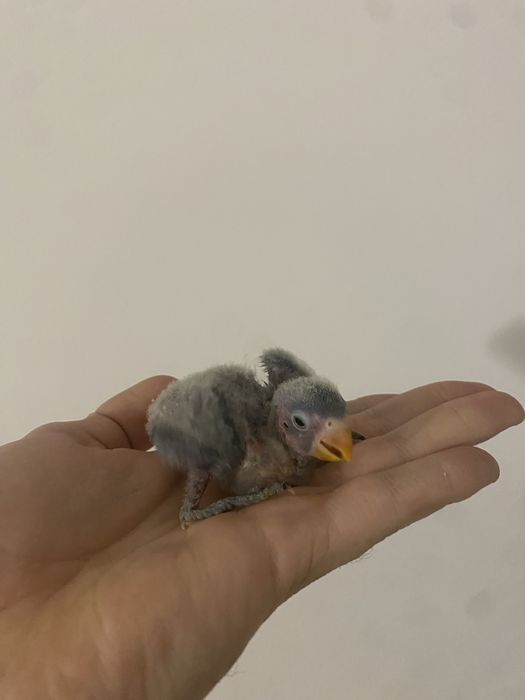 Personata para criar à mão