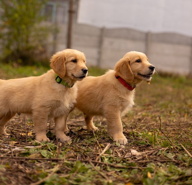 Щенки золотистого ретривера – дети чемпионов!