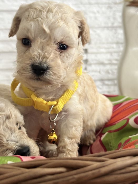 Bichpoo /Maltipoo /Poochon/Pudel sliczna suczka