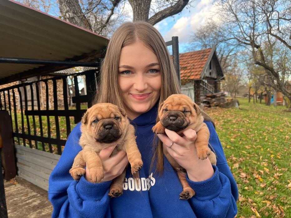 Собачка Шарпей шукає свого господаря