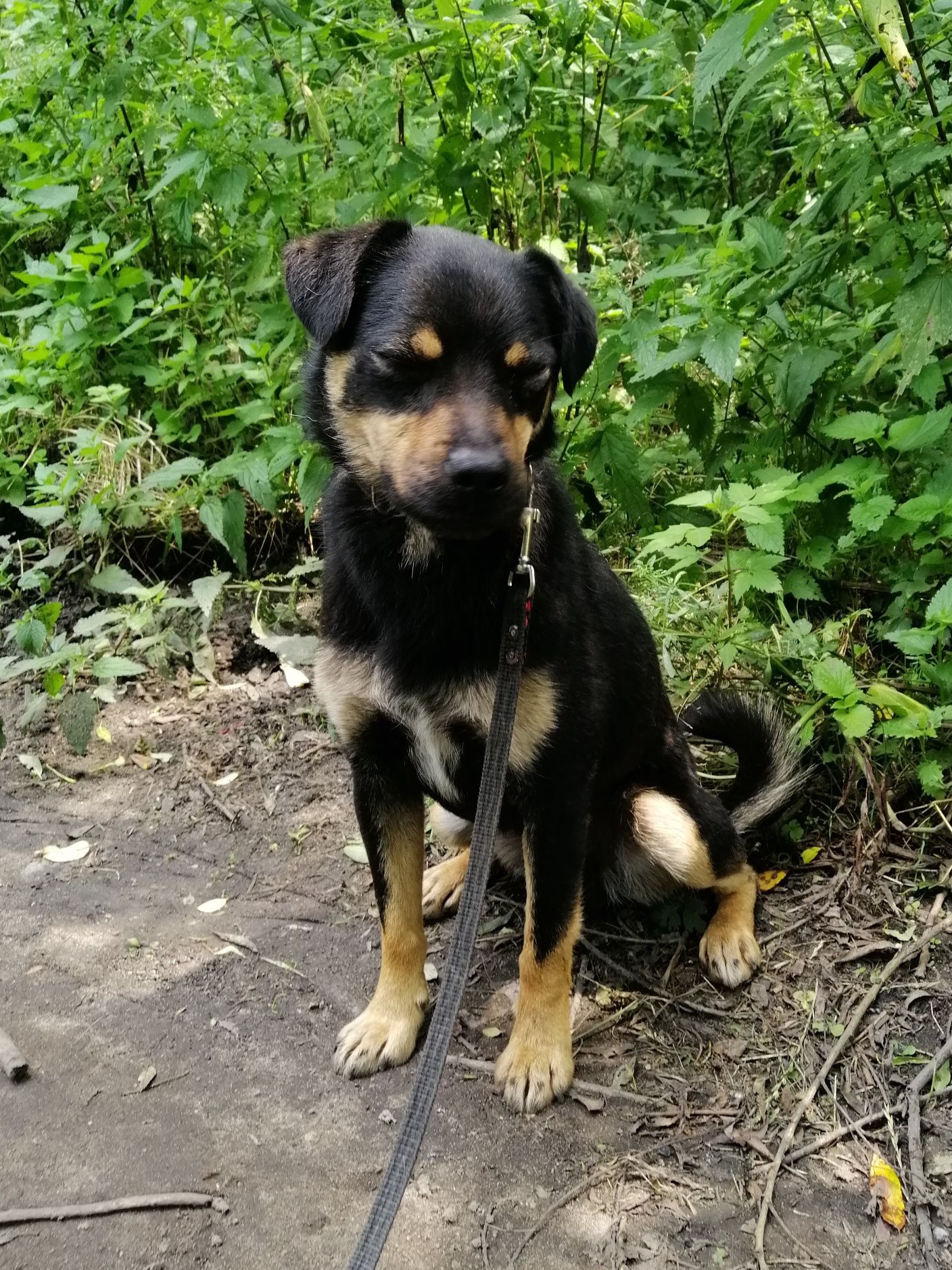 ZIOMEK młody spokojny piesek poleca się do adopcji