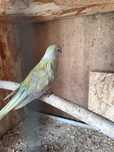 Red rumped fêmea