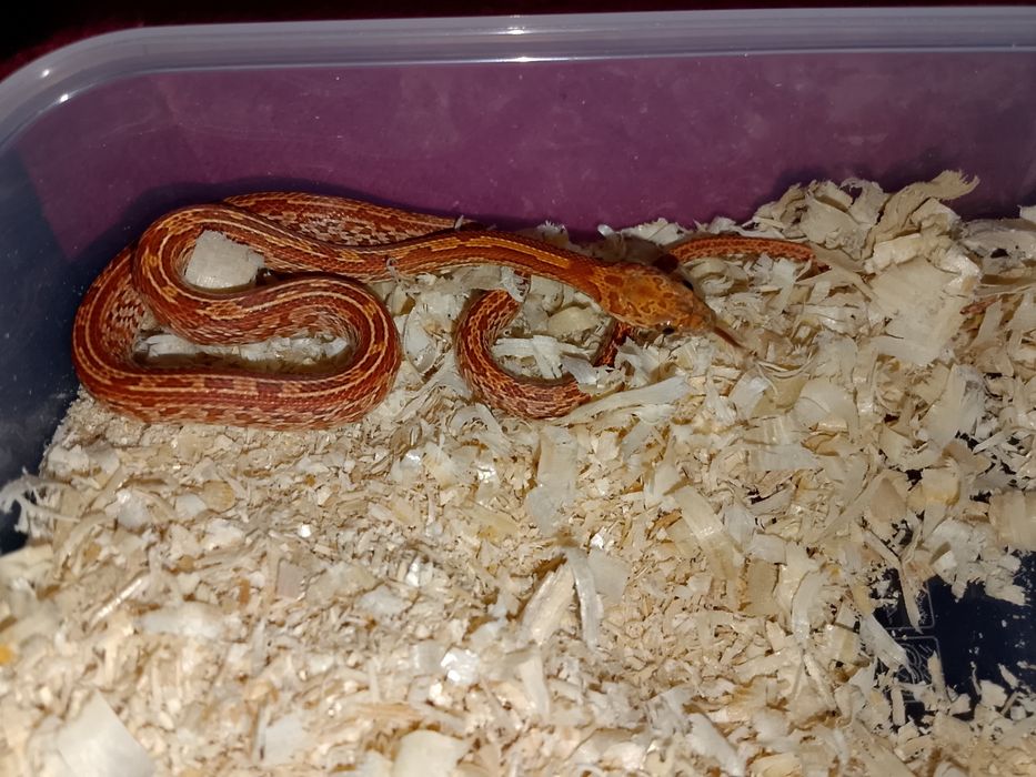 Wąż zbożowy , zbożówka