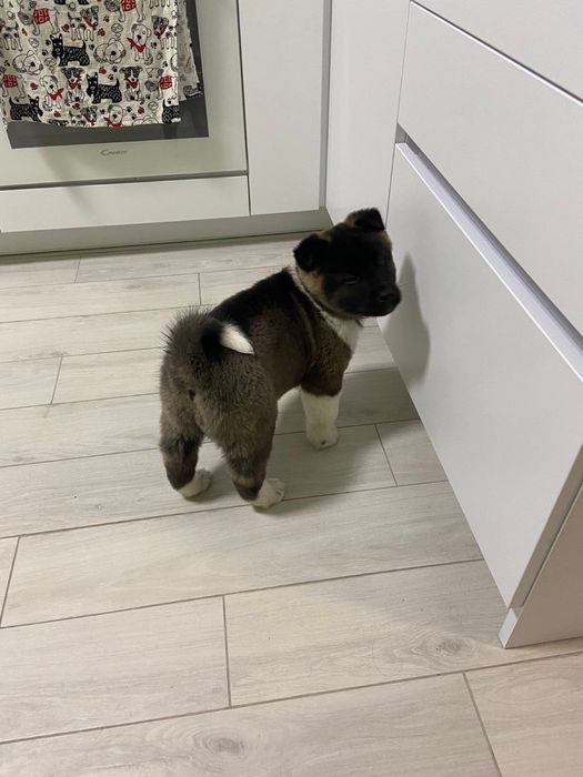 Вязка американська акіта