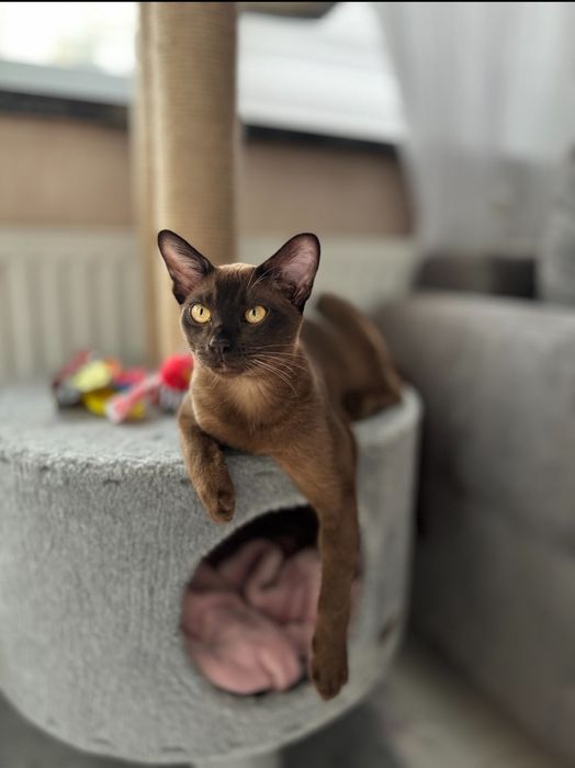 Бурма Европейская,соболиный мальчик