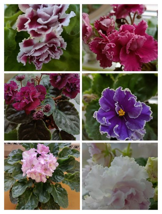 Фіалочки, гіпераструм