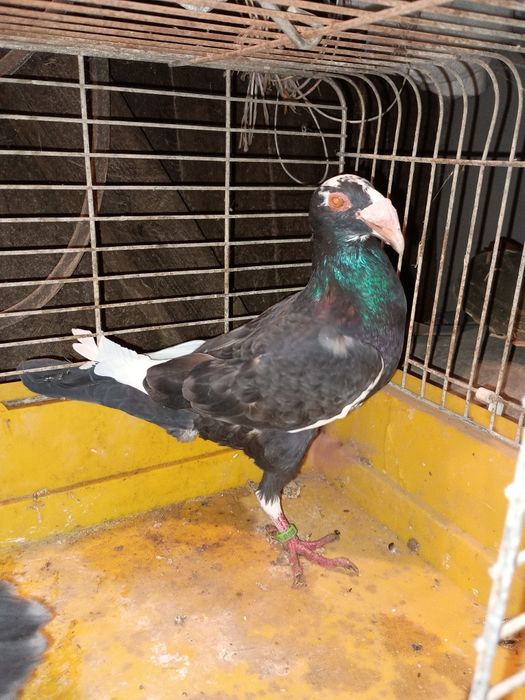 Gołębie rzeszowskie 2024/2025 samice i samce