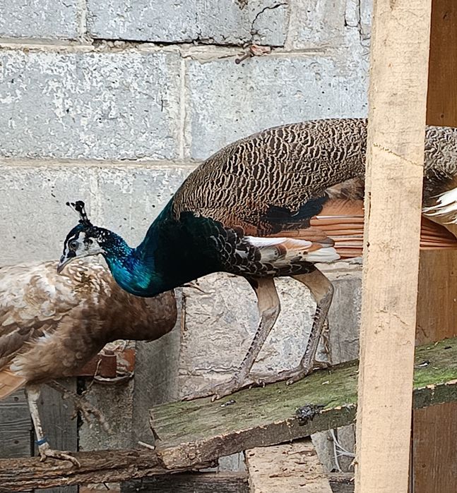 Paw indyjski  nie czysty