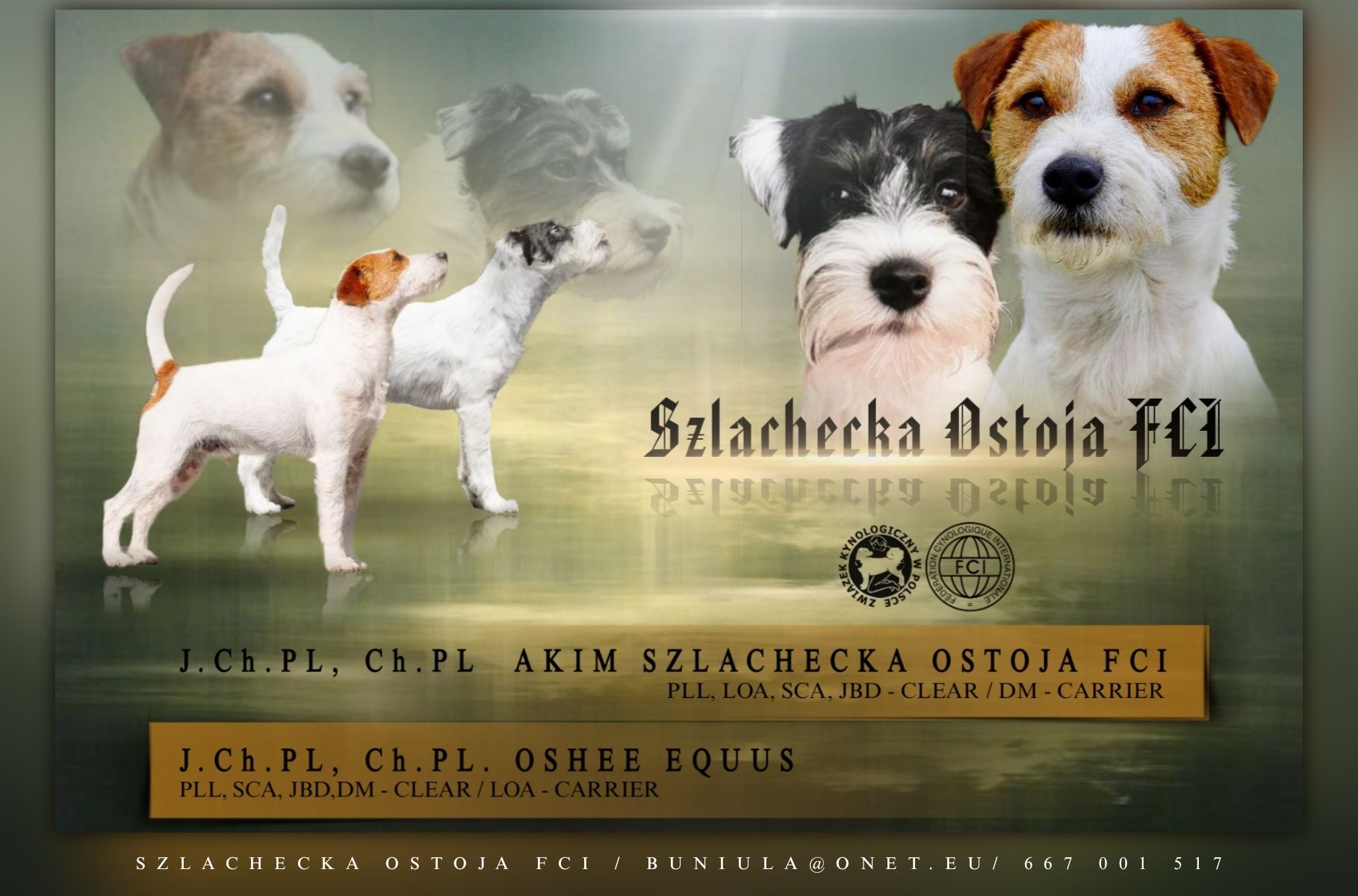 Parson Russell Terrier