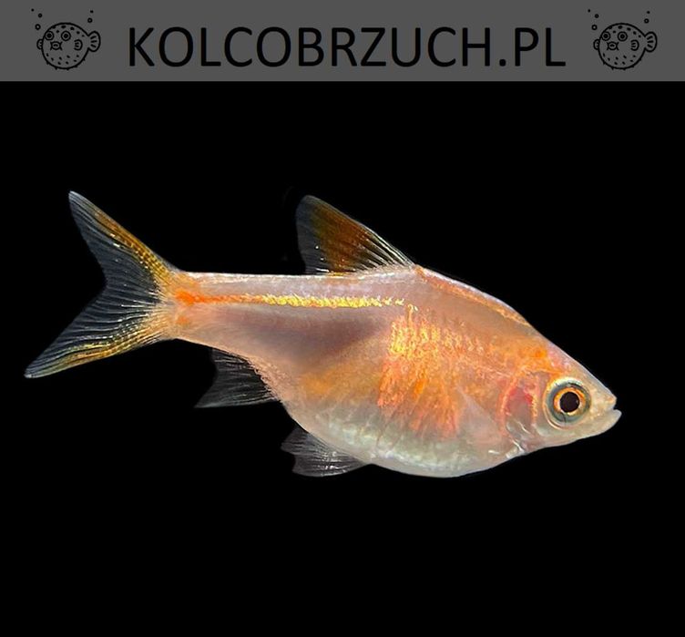 Razbora klinowa odmiana ZŁOTA - Trigonostigma - dowóz, wysyłka