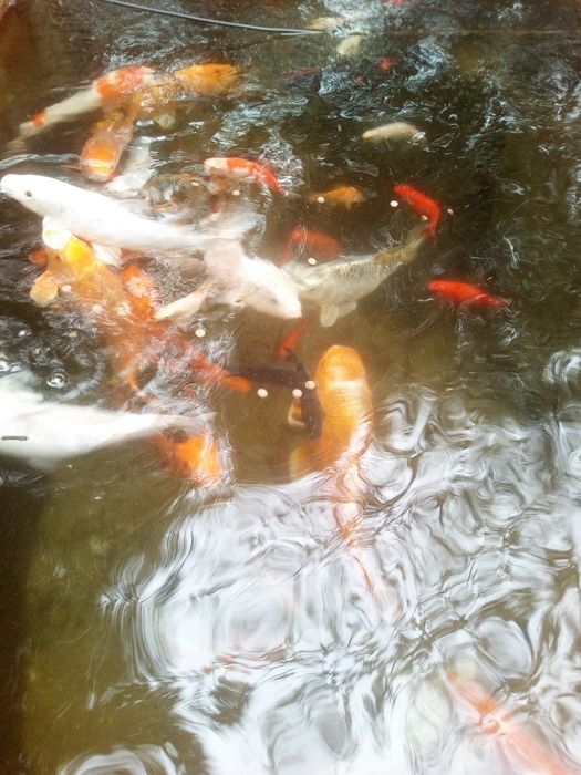 APROVEITE! Cardumes de (7 ) Carpas Koi, cores magníficas. (Á escolha!)