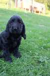 Piekny Cocker spaniel