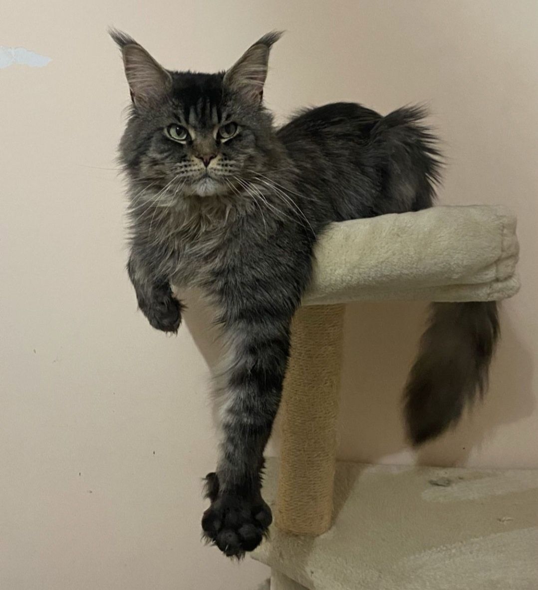IIianna piękna kotka Maine Coon