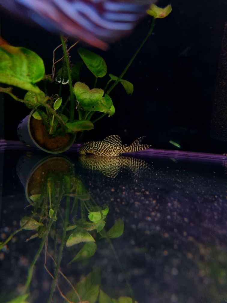 Zbrojnik L066 pleco WF/ Hypancistrus cf. debilittera (L066)