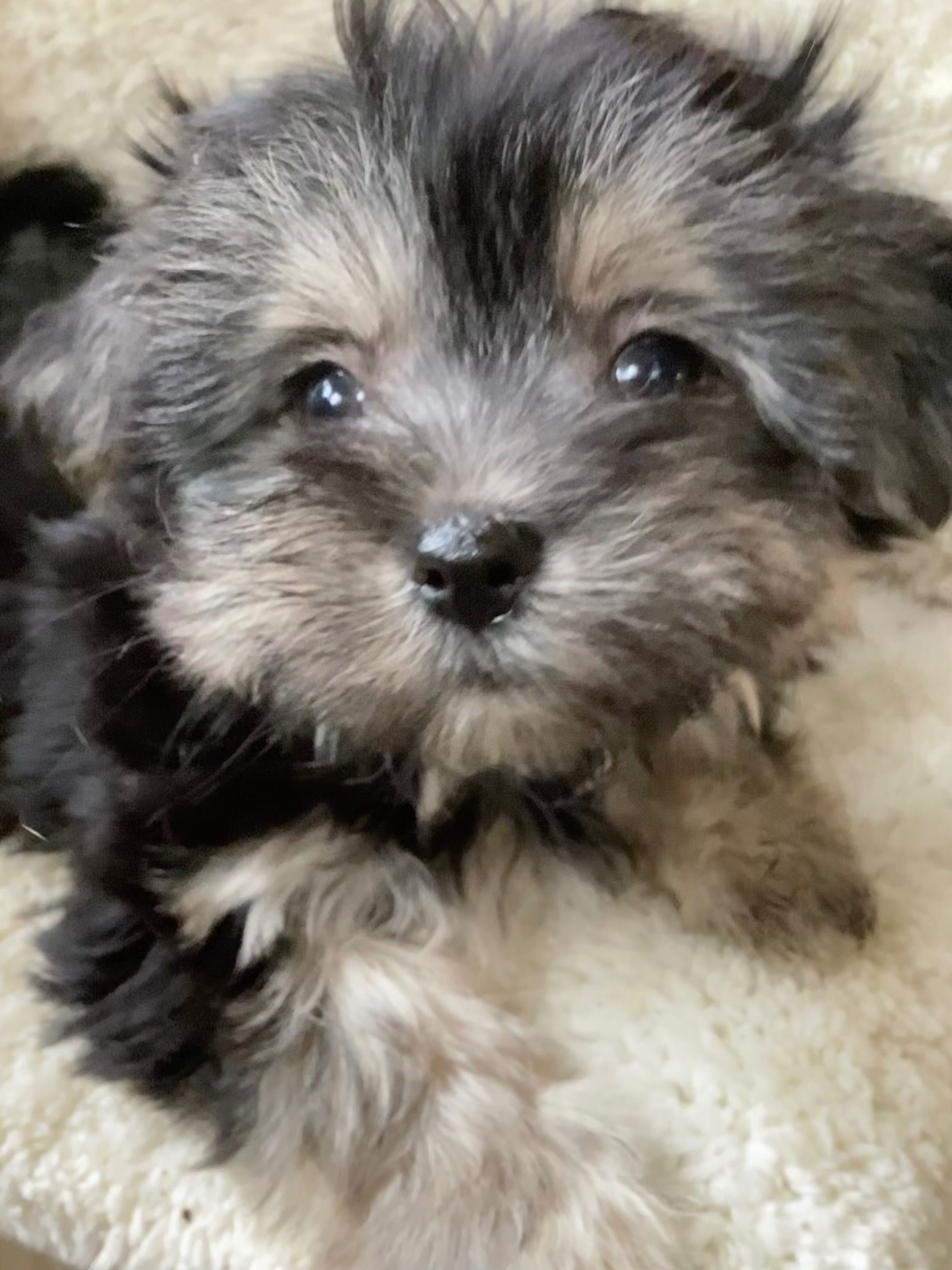 Цуценя дівчинка породи морки той Morkie