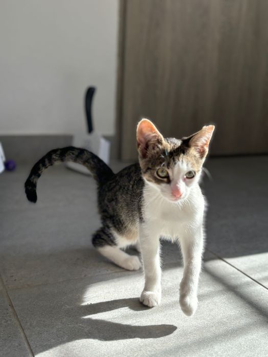 Maleńki kot Irysek szuka domku!