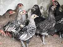 Sebright prata e fenix