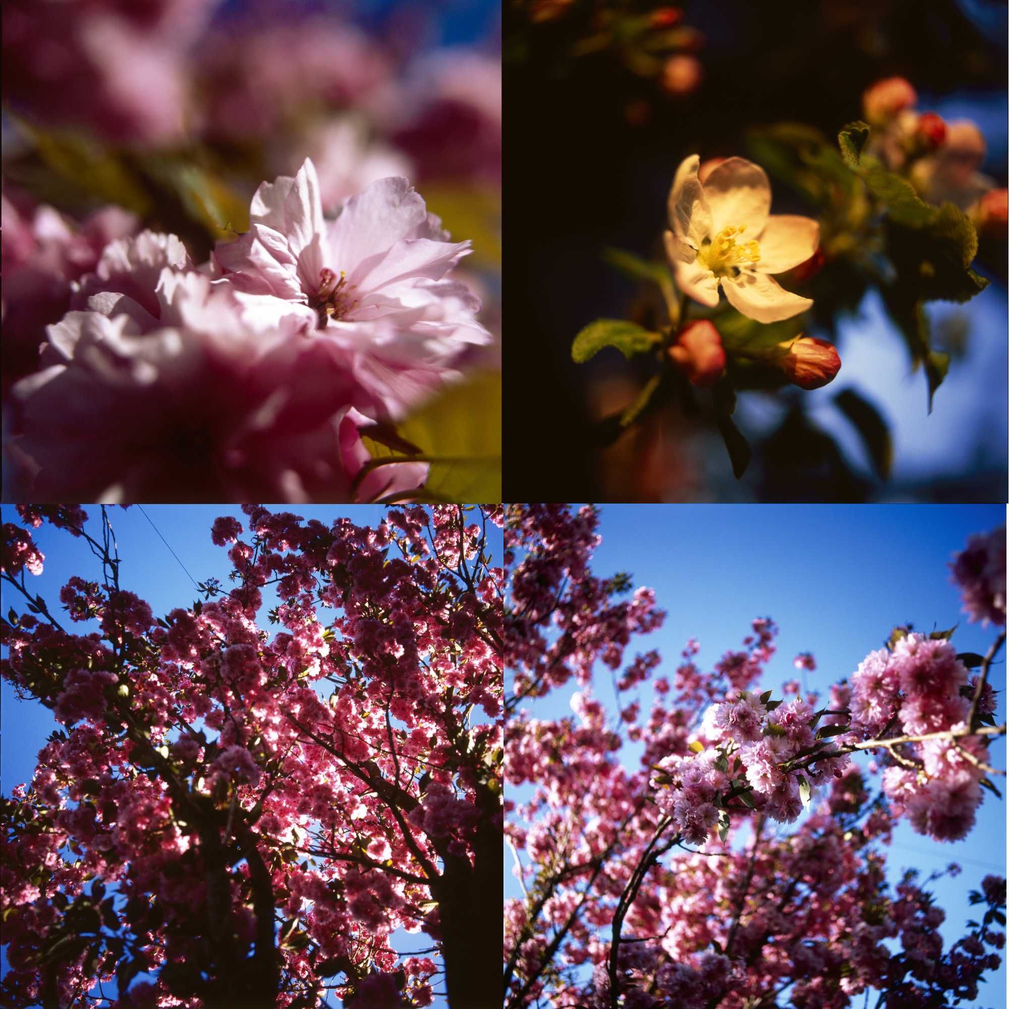 Hasselblad 500 elx Sonnar 150, Distagon 50