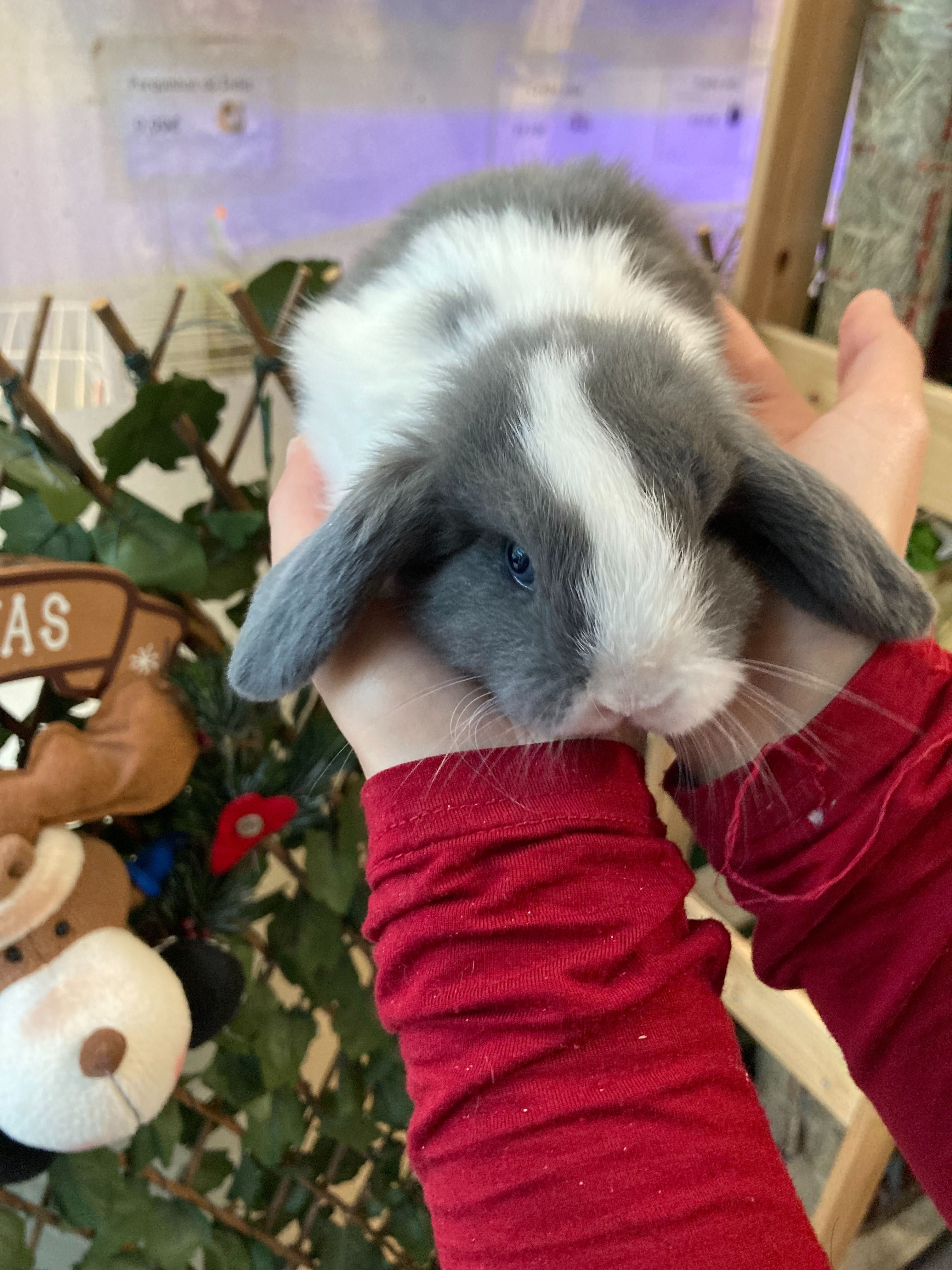 Coelhos Anões belier , orelhudos , mini loop ( LOJA ESPECIALIZADA )