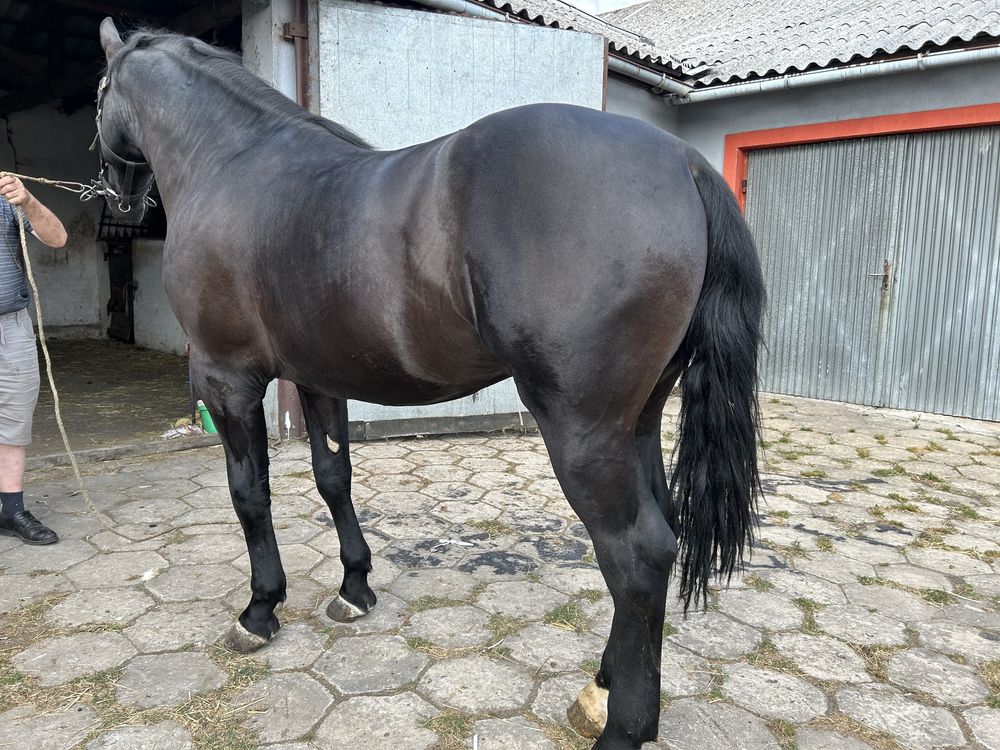 Sprzedam karego ogiera śląskiego