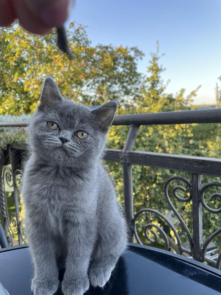 шотландські кошенята,кошенята,коти