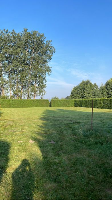 Wycinka drzew / karczowanie działek, przycinanie tui