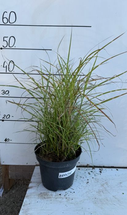 Miskant chiński apache 2 l