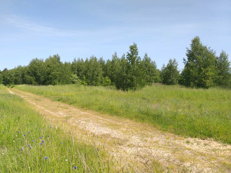 Działka budowlana 3000m2 Biskupin / Lipno