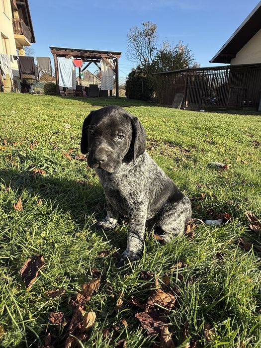 Wyżeł Niemecki krótko włosy