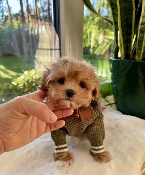 Мальтипу ф1 - карамельная мини щенки