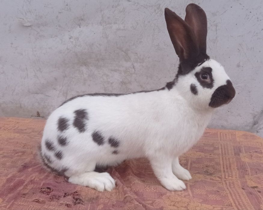 Кролики строкач Гавана