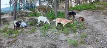 Cabras e cabritas