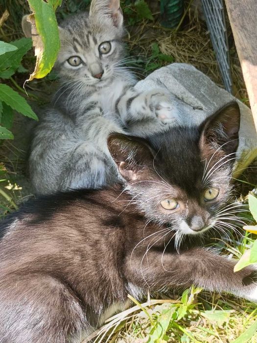 Отдам только в добрые руки!