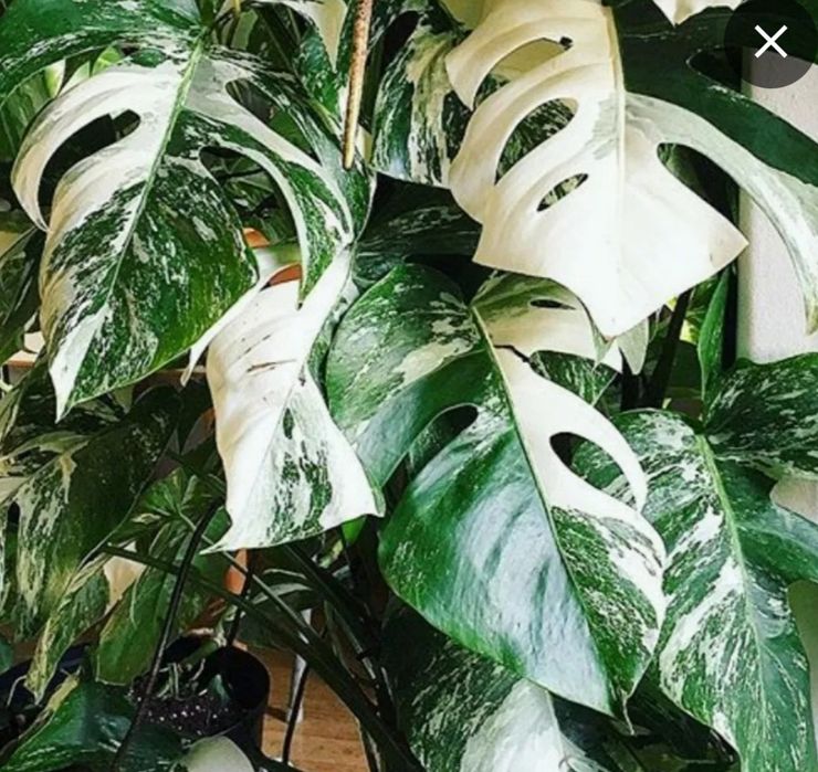 Monstera variegata cut