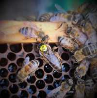 Matka pszczela reprodukcyjna Buckfast z Lautenthal 2024
