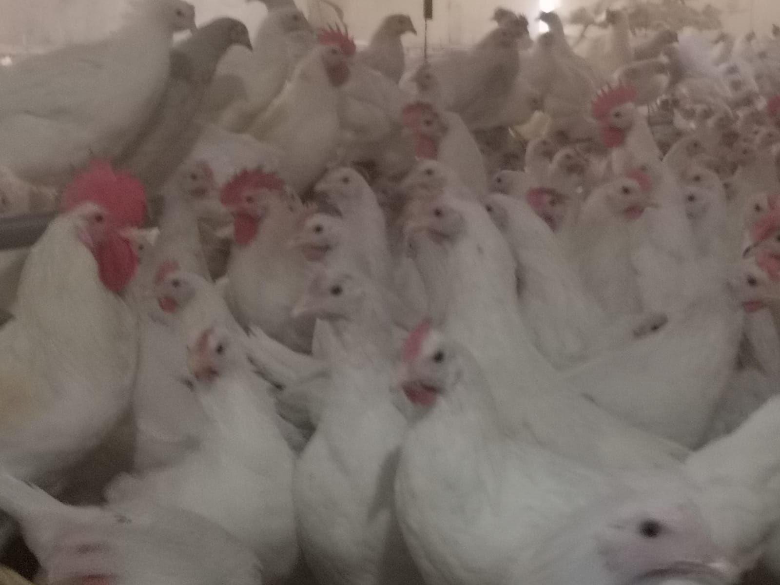 Nioski Leghorn , Leghorny 24 tygodnie. Wysyłamy!