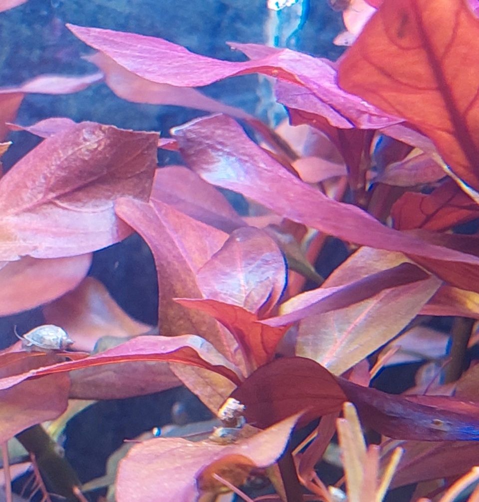 Ludwigia rubin red