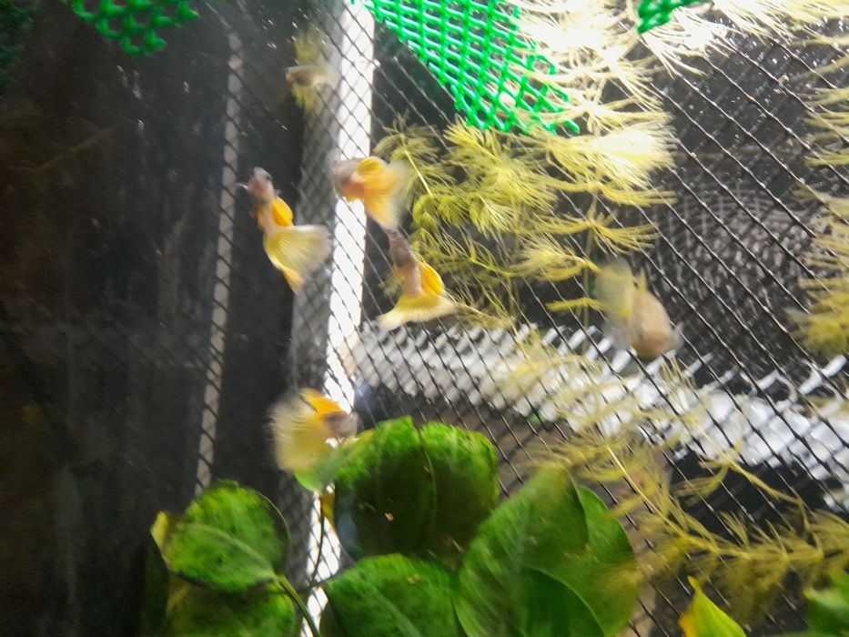 Gupik Yellow Metal Pingu. Czysta Linia