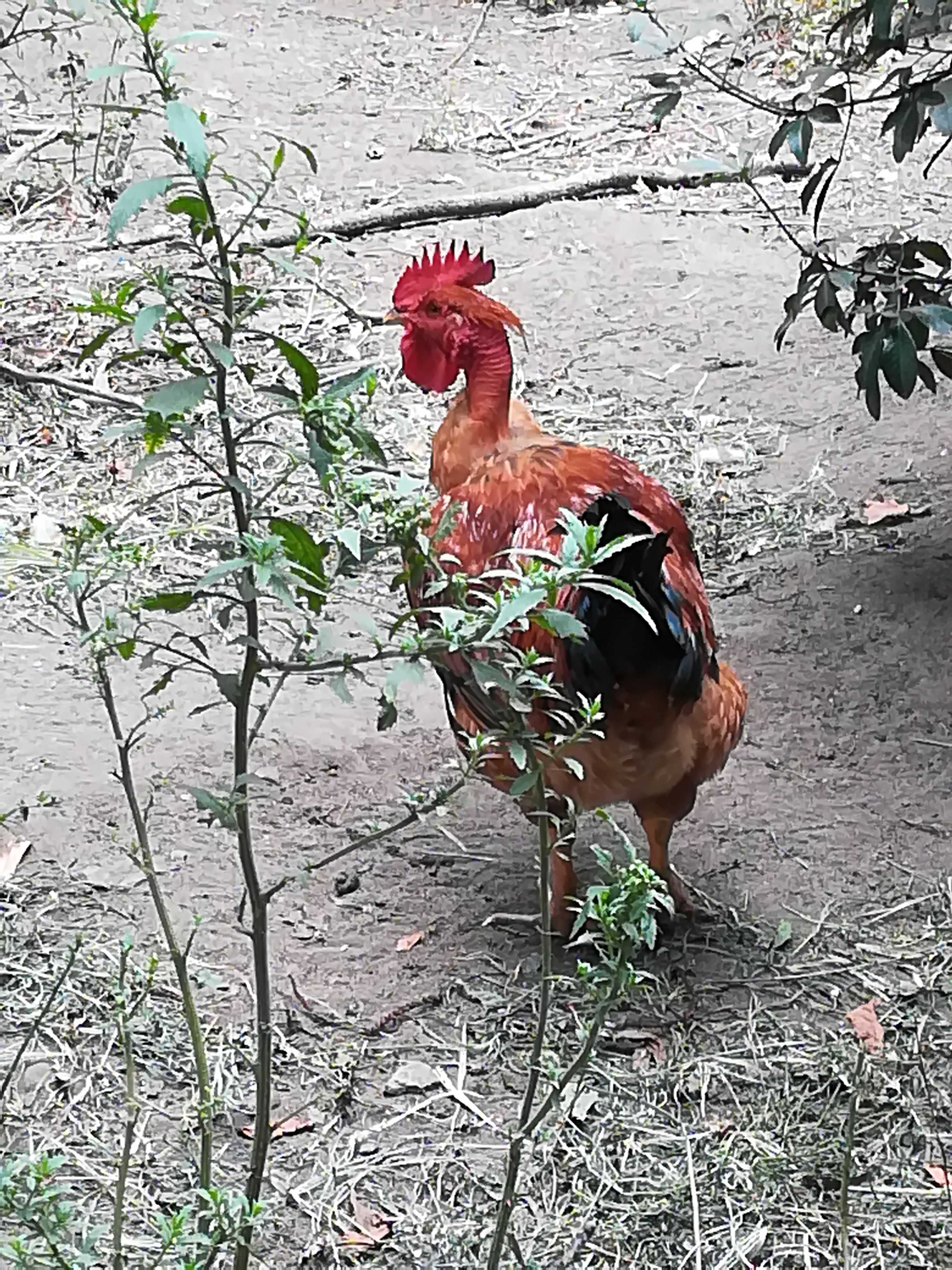 Frangos caseiros